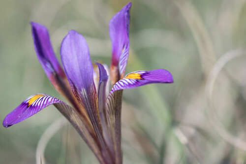 Iris d'Alger 4