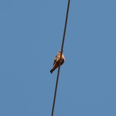 Hirundinea ferruginea