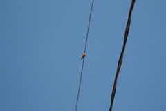 Hirundinea ferruginea