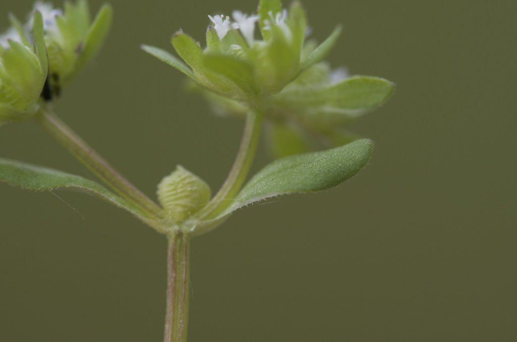 Valerianella locusta