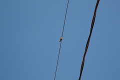 Hirundinea ferruginea