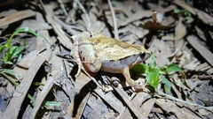 Microhyla okinavensis