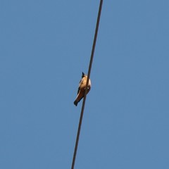 Hirundinea ferruginea