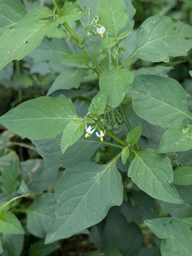 black nightshade