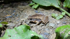 Microhyla okinavensis