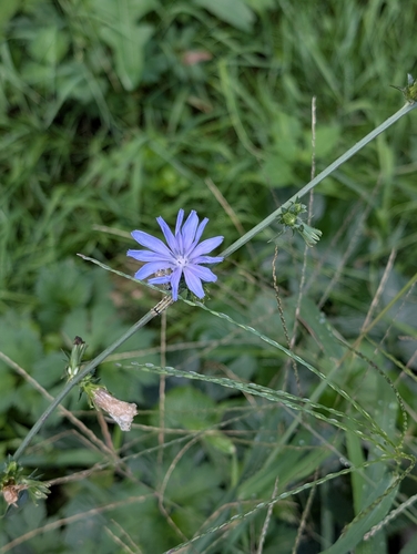 chicory