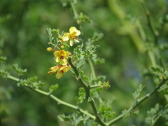 Parkinsonia texana