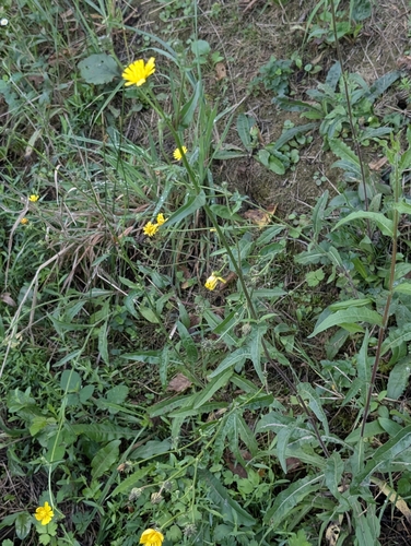Hawkweed Oxtongue