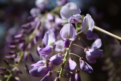 Wisteria