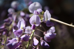 Wisteria