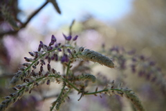 Wisteria