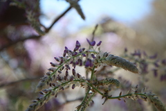 Wisteria