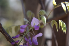 Wisteria
