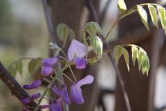 Wisteria