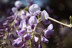 Wisteria
