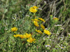 Rayjacksonia phyllocephala