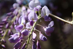 Wisteria