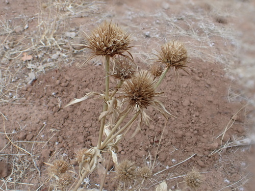 beethistle (Eryngium articulatum)