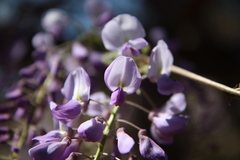 Wisteria