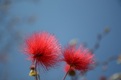 Calliandra haematocephala
