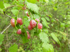 Blaesodiplosis venae