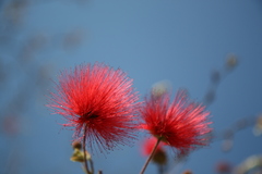 Calliandra haematocephala