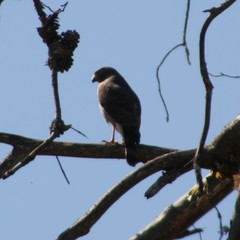Rupornis magnirostris