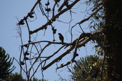 Rupornis magnirostris