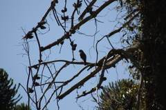 Rupornis magnirostris