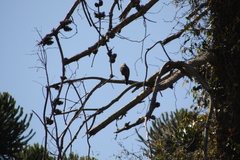Rupornis magnirostris