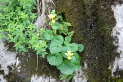 Viola caucasica