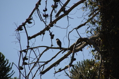 Rupornis magnirostris