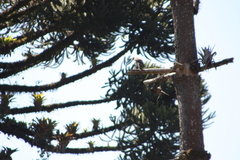Rupornis magnirostris