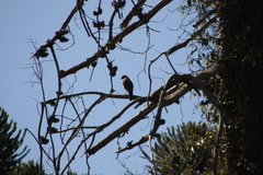 Rupornis magnirostris