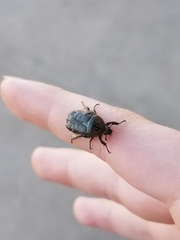 Euphoria sepulcralis