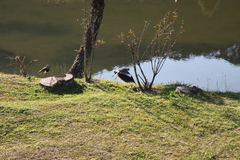 Vanellus chilensis
