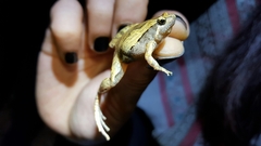 Microhyla okinavensis