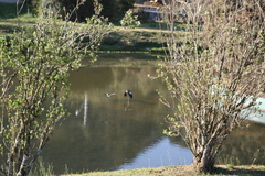 Vanellus chilensis