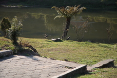 Vanellus chilensis