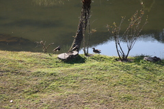 Vanellus chilensis