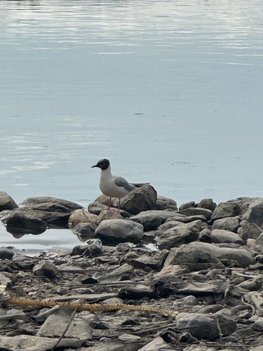 Bonaparte's Gull