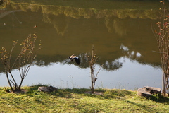 Vanellus chilensis