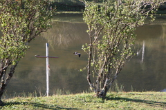 Vanellus chilensis
