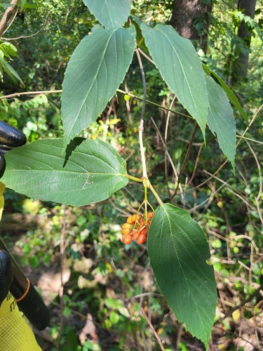 tea viburnum (Viburnum setigerum)