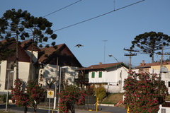 Nengetus cinereus