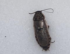 Nauphoeta cinerea