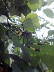 Trichonephila senegalensis