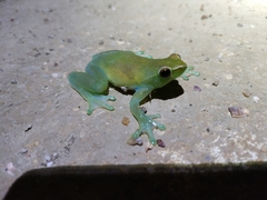 Sphaenorhynchus lacteus