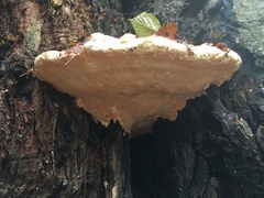 Rigidoporus ulmarius