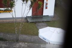 Aramides saracura